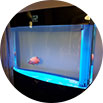 Aquarium Moving Service and Fish Tank Removal Company